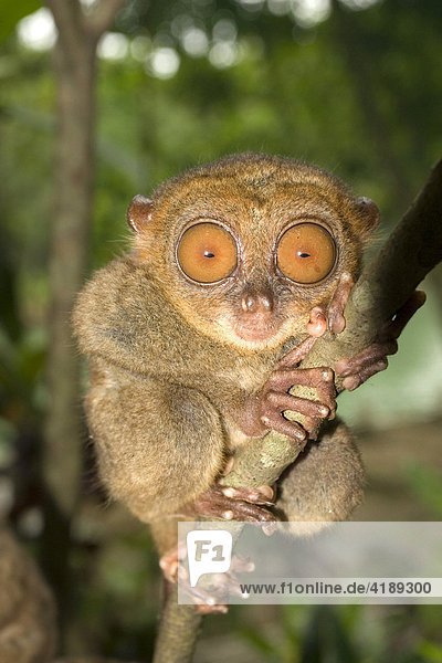 Tarsier ( Koboldmaki ) auf der Philippinischen Insel Bohol  der kleinste existierende Primat
