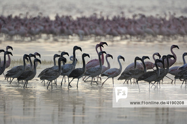 Flamingos (Phoenicopterus roseus und minor)  bei der morgendlichen Futtersuche  Lake Nakuru  Kenia  Afrika