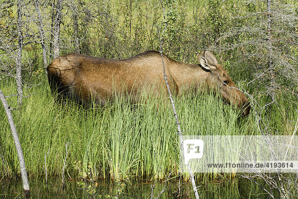 Elchkuh beim Äsen  Alces alces  Yukon Territorium  Kanada