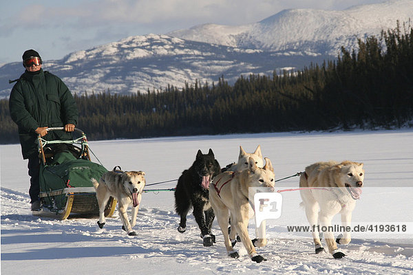 Schlittenhunde-Gespann mit Hundeschlittenführer auf dem gefrorenen Yukon River  Yukon Territorium  Kanada