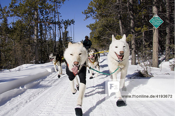 Schlittenhunde-Gespann mit Hundeschlittenführer von vorn  zwei weiße Leithunde  Trans Canada Trail  Yukon Territorium  Kanada