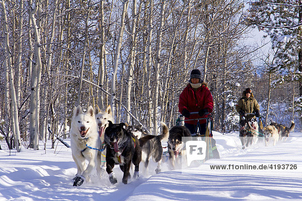 Dog sled team riding through a snow-covered forest  Yukon Territory  Canada