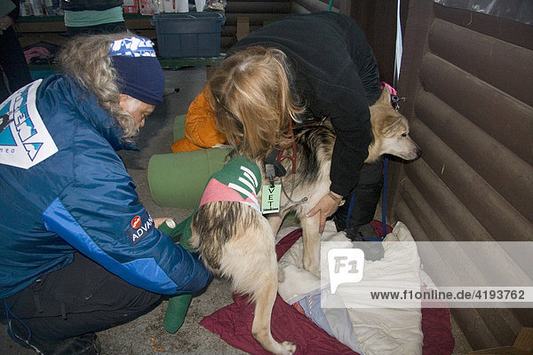Tierärzte behandeln Hüftverletzung eines Yukon Quest Rennhundes  Schlittenhund  Dawson City  Yukon Territory  Kanada  Nordamerika
