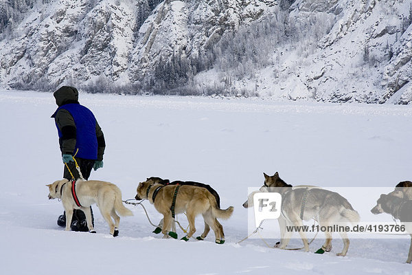 Yukon Quest Sled Dog Race musher guiding his dogs over the Yukon River  Yukon Territory  Canada  North America