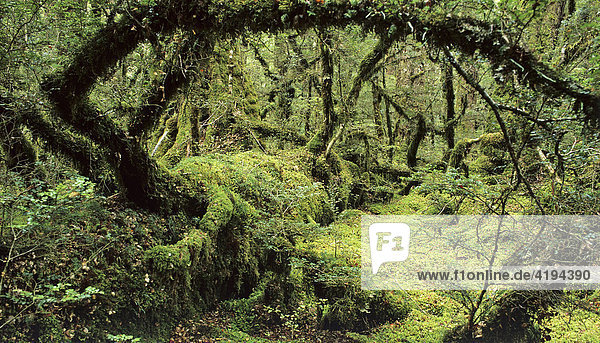 Regenwald  Lake Gunn Nature Walk  Fiordland Nationalpark  Neuseeland