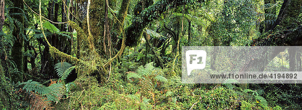 Regenwald  Monro Wallk  Westcoast  Südinsel  Neuseeland