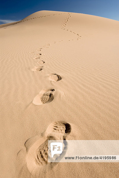 Düne mit Fußspuren im Coral Pink Sand Dunes State Park  Utah  USA