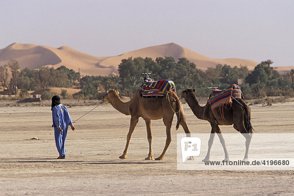 Kamele Kamel Marokko