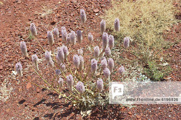 Buerstenpflanze Purple Mulla Mulla Ptilotus exaltatus in Karijini National Park Pilbara Region Westaustralien WA