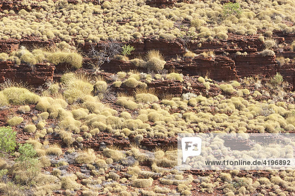 Felsen bewachsen mit Spinifex Gras Karijini National Park Pilbara Region Westaustralien WA