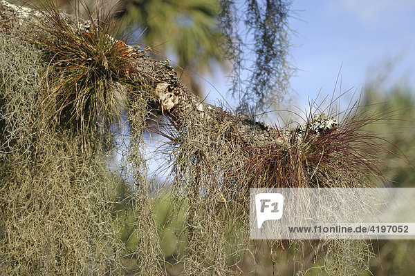 Epiphyten Schmarotzer Pflanze in Myakka River State Park Florida