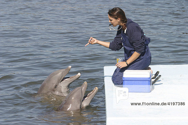 Zwei Delphine mit Trainer im Dolphin Research Center Florida  USA