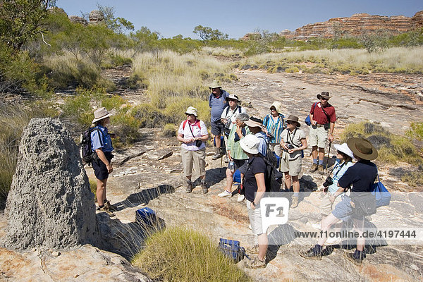 Hiking group and guide (The domes walk)  Bungle Bungle  Purnululu National Park  World Heritage Site  Kimberley  West Australia  Australia