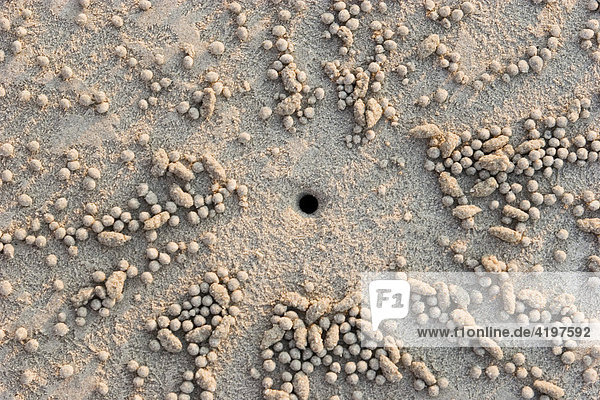 Sandkrabben Loch im Sand  Muster