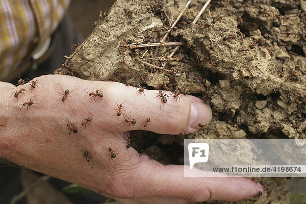 Conservationist relocatss an ant colony