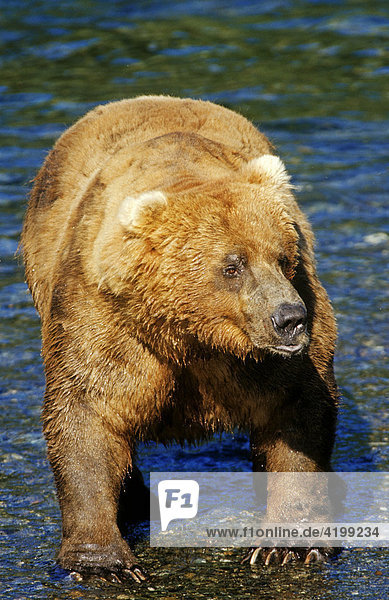 Brown bear (Ursus arctos) standing in a river waiting for salmon  Katmai National Park  Alaska