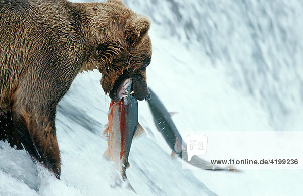 Brown bear (Ursus arctos) catching salmons at a waterfall  Katmai National Park  Alaska