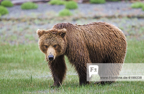 Braunbär (Ursus arctos) Porträt  Katmai-Nationalpark  Alaska
