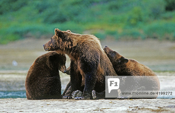 Braunbär (Ursus arctos) Mutter mit drei Jungen am Strand  Katmai N.P.  Alaska