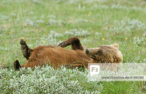 Brown bear (Ursus arctos)  lying  Denali National Park and Preserve  Alaska  USA  North America