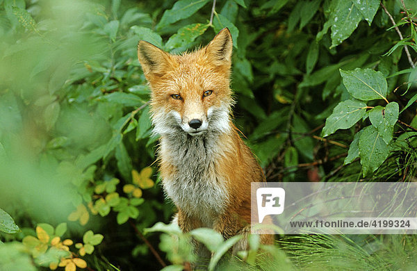 Fox (Vulpes vulpes)  Denali N.P.  Alaska
