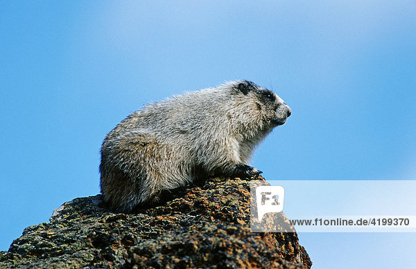 Grey Marmot (Marmota aligata) lurking  portrait  Denali N.P.  Alaska
