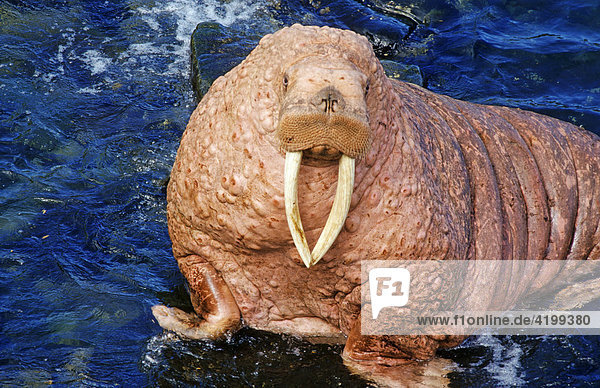 Pacific walrus (Odobenus rosmarus divergens)  portrait  Bering Sea  Alaska