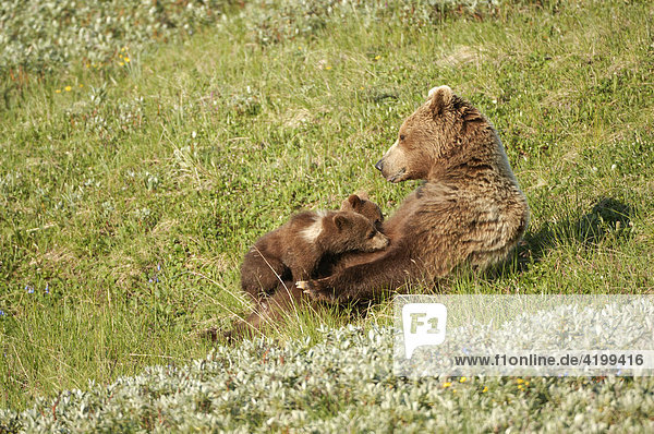 Brown Bear sow (Ursus arctos) suckling cubs  Denali National Park  Alaska  USA