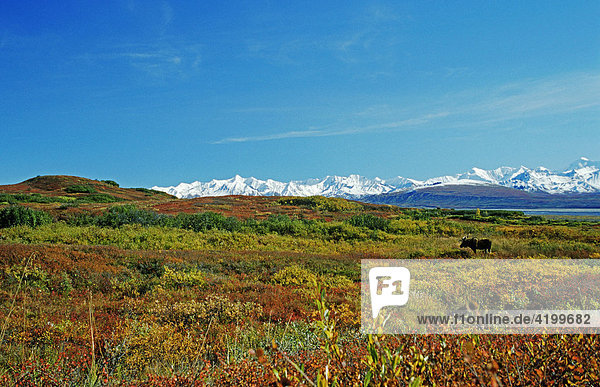 Elch in Herbsttundra mit Alaska Range  Denali N.P.  Alaska  USA