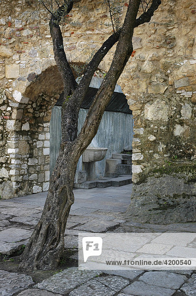 Alter Olivenbaum im Castelo do San Jorge  Lissabon  Portugal