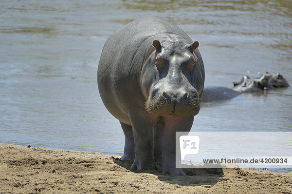 Nilpferd (Hippopotamus amphibius)  Nilpferd Frontalfoto am Mara Ufer  Masai Mara  Kenia