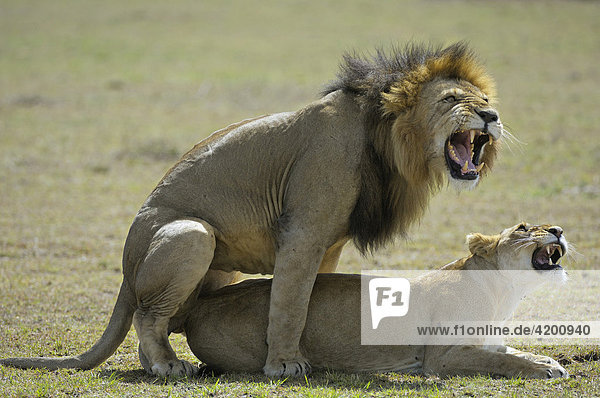 Löwe  (Panthera leo)  Löwenpaar bei der Kopulation  Masai Mara  Kenia