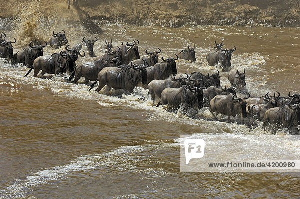 Gnu  Streifengnu  Weissbartgnu (Connochaetes taurinus)  Gnumigration  Gnuherde beim durchqueren des Mara River  Masai Mara  Kenia