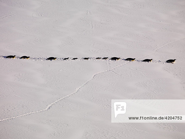Kaiserpinguine (Aptenodytes forsteri) ziehen mit ihren Jungen über das Seeeis zum offenen Meer  Ross Sea  Antarktis