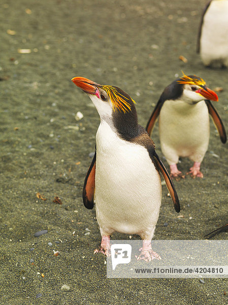 Haubenpinguine  Royal Penguins (Eudyptes schlegeli)  Macquarie Island  australische Antarktis