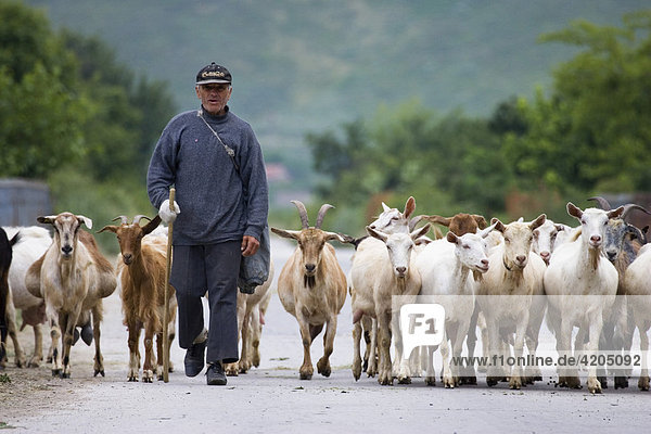 Herdsman with goats   Muselievo near Pleven  Bulgaria