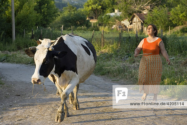 Bäuerin hütet Kuh  bei Pleven  Bulgarien
