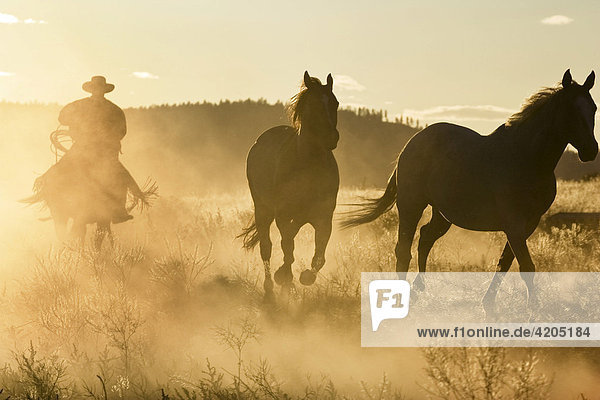 Cowboy with horses  Oregon  USA