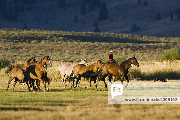 Cowboy with horses  wildwest  Oregon  USA