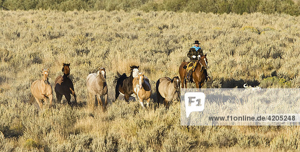 Cowboy with horses  wildwest  Oregon  USA