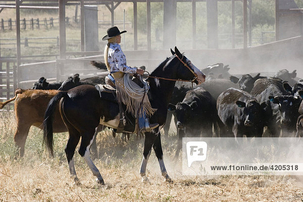 Cowgirl with cattle  Oregon  USA