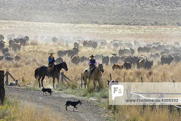Cowgirl and cowboy with cattle  Oregon  USA