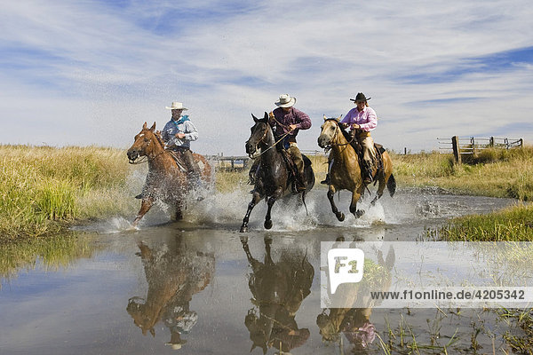 Cowgirl and cowboys riding in water  Oregon  USA