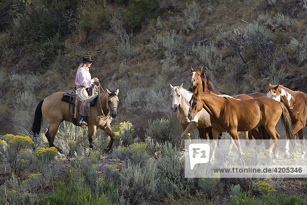 Cowgirl mit Pferden  Oregon  USA