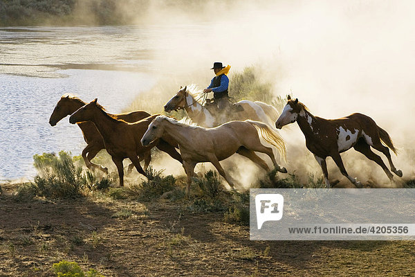 Cowboy chasing horses  Oregon  USA