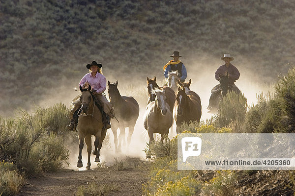 Cowgirl and cowboys riding  Oregon  USA