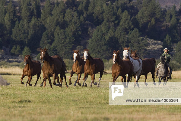 Pferde und Cowboys Oregon USA