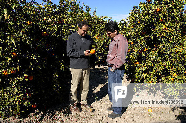 Orangenernte auf Orangenplantage  Orangen Exporteur Fernando Guillem (li) und Spar Einkäufer Ricardo Vazquez auf der Orangen Plantage bei Alcira  Provinz Valencia  Spanien