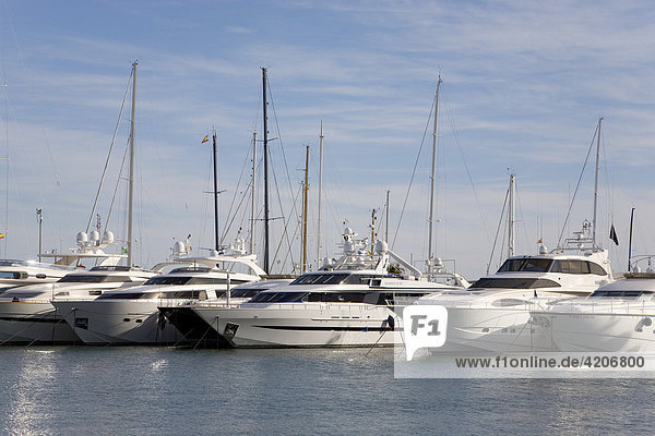 Yachthafen  Luxusyachten  Palma  Mallorca  Balearen  Spanien