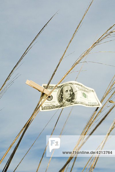 Ein Hundert-Dollar-Schein hing auf hohem Gras mit Wäscheklammer.
